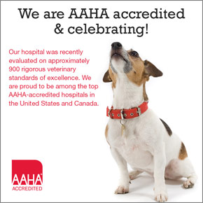 AAHA Accredited