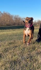 Dog Running Through Field