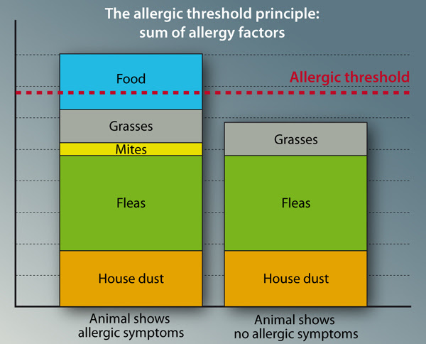 allergy